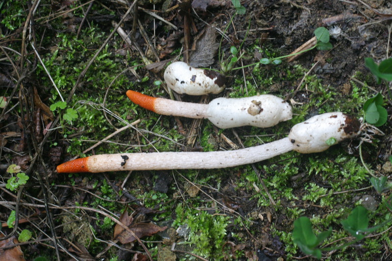 1� ritrovamento di Mutinus caninus